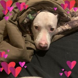 Meet your Posher, Angel tetlow